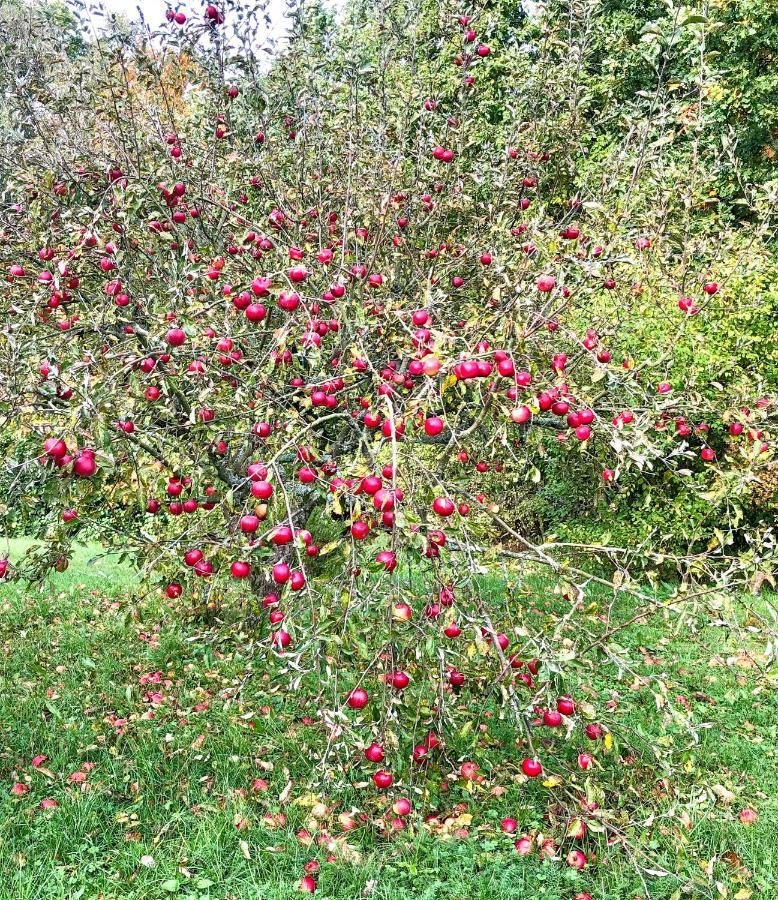 فيلا Apple Tree House Lubin  المظهر الخارجي الصورة